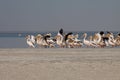 Horizontal pelicans starting flying