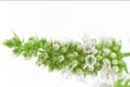 Horizontal peppermint blooming flower branch  with little white buds and leaves isolated on light background Royalty Free Stock Photo