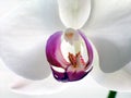 Horizontal Phalaenopsis Orchid