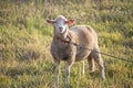 Curious white ewe on a leash looking directly at camera, in a field of grass. Cute sheep with friendly face. Royalty Free Stock Photo