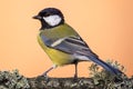 Perched young great-tit on wooden branch Royalty Free Stock Photo