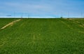 horizontal photo of an agriculture field with green crops and an irrigation watering system to water the grass to grow the wheat Royalty Free Stock Photo