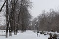 Horizontal photo of an alley in the park, with chestnut trees and street lights. Royalty Free Stock Photo