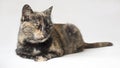 Annoyed looking tortoiseshell cat staring displeased at something outside camera view. Isolated cat in white background. Royalty Free Stock Photo