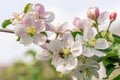 Several nice blooms on apple tree with honeybee on one of them