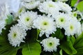 Beautiful simple bouquet of white chrysanthemum flowers in full bloom, with green leaves. Also called mums or chrysanths Royalty Free Stock Photo