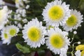 Beautiful yellow and white chrysanthemum flowers in full bloom. Also called mums or chrysanths. Blurry background. Royalty Free Stock Photo