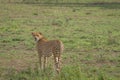 A Cheetah standing on the grassland savanna plains of Africa.