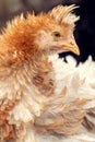 Horizontal photo, close-up profile portrait of nice fluffy feathers hen with tuft Royalty Free Stock Photo