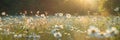 Horizontal photo of colorful white flowers growing above the green grass in a field, at the top rays of the setting sun. Flowering Royalty Free Stock Photo