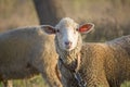 Curious young white sheep on leash looking directly at camera. Cute sheep with friendly face. Shallow depth of field. Royalty Free Stock Photo