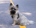 Horizontal photo of cute well groomed female wheaten cairn terrier sitting unleashed in the middle of a road