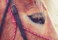 Horizontal Photo depicts a beautiful lovely dark brown horse gazing on a horse yard. Horse face Close up, eye macro view, blurred Royalty Free Stock Photo