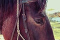 Horizontal Photo depicts a beautiful lovely dark brown horse gazing on a horse yard. Horse face Close up, eye macro view, blurred Royalty Free Stock Photo