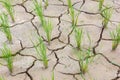 Horizontal photo of dying young green rice on cracking field