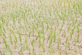 Horizontal photo of dying young green rice on cracking field