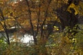 Horizontal photo of fall orange trees & bushes in front of water