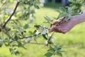 Horizontal photo of a female hand touching a branch of a blossoming apple tree Royalty Free Stock Photo