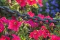 Delicate pink flowers are guarded by a powerful iron chain.