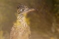 Horizontal portrait of a Greater Roadrunner behind out of focus plants Royalty Free Stock Photo