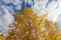 Horizontal photo of a group of aspen trees with yellow foliage is against the blue sky background in the forest in autumn