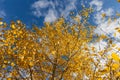 Horizontal photo of a group of aspen trees with yellow foliage is against the blue sky background in the forest in autumn Royalty Free Stock Photo
