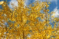 Horizontal photo of a group of aspen trees with yellow foliage is against the blue sky background in the forest in autumn