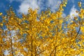 Horizontal photo of a group of aspen trees with yellow foliage is against the blue sky background in the forest in autumn Royalty Free Stock Photo