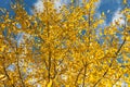 Horizontal photo of a group of aspen trees with yellow foliage is against the blue sky background in the forest in autumn