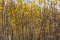 Horizontal photo of a group of young aspen trees with yellow foliage is against the blurred background in the forest in