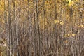 Horizontal photo of a group of young aspen trees with yellow foliage is against the blurred background in the forest in