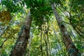 Horizontal photo looking at the sky of a dense primary forest in the jungle of the Ecuadorian Amazon rainforest, Tena, Latin Royalty Free Stock Photo