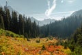 Horizontal Photo of lush high mountain altitude huckleberry bushes, shrubs, and massive conifer trees in the North Cascades Royalty Free Stock Photo