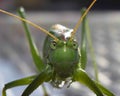 horizontal photo of a macro green  grasshopper Royalty Free Stock Photo