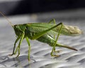 horizontal photo of a macro green  grasshopper Royalty Free Stock Photo