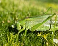 horizontal photo of a macro green  grasshopper Royalty Free Stock Photo