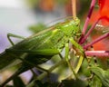 horizontal photo of a macro green  grasshopper Royalty Free Stock Photo