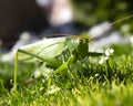 horizontal photo of a macro green  grasshopper Royalty Free Stock Photo