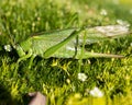 horizontal photo of a macro green  grasshopper Royalty Free Stock Photo