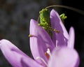 horizontal photo of a macro green  grasshopper Royalty Free Stock Photo