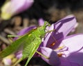 horizontal photo of a macro green  grasshopper Royalty Free Stock Photo