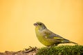 Colorful male greenfinch sit on dry twig covered by moss Royalty Free Stock Photo