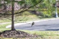 Horizontal photo with male sparrow bird. Royalty Free Stock Photo