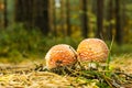 Two small red spotted toadstools grow on the pathway covered by needles Royalty Free Stock Photo