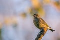 Single male greenfinch with dirty beak sitting on dry twig Royalty Free Stock Photo