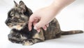 Nonchalant senior tortoiseshell cat being petted by female hand. Woman petting disinterested cat looking away.