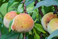 Horizontal photo of peach on a tree Royalty Free Stock Photo