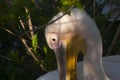 Photo of a pelican head. Portrait of a Pelican Royalty Free Stock Photo