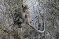 Relaxed Macaque Sitting Pretty on a Cliff Rock Royalty Free Stock Photo