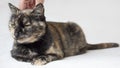 Relaxed and slightly bored senior tortoiseshell cat being petted behind neck by female hand. Cat in white background.